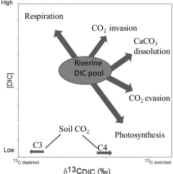 Fig. 1. Conceptual model showing the main watershed and in- in-stream biogeochemical processes controlling riverine DIC  concen-tration and δ 13 C DIC signatures.