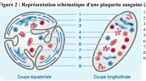 Figure 2 : Représentation schématique d'une plaquette sanguine (3) 