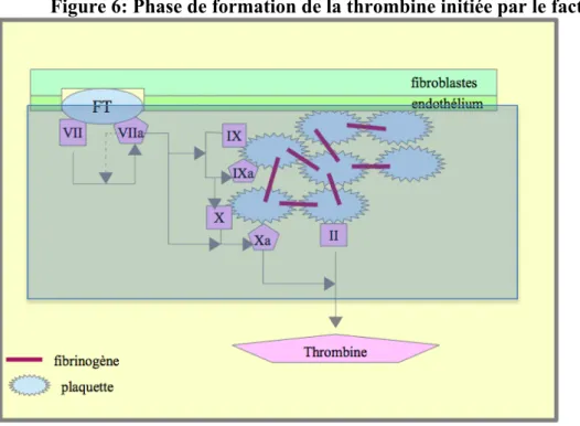 Figure 6: Phase de formation de la thrombine initiée par le facteur tissulaire 