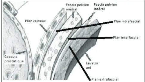 Figure 6 : Plan des différents fascias péri-prostatiques selon Tewari et al. 