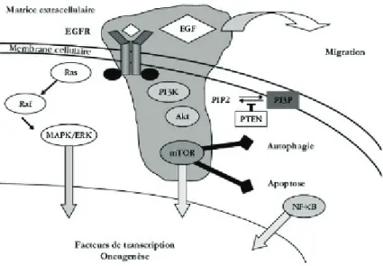 Figure 2 : voies de signalisation en aval du récepteur à l’EGF  
