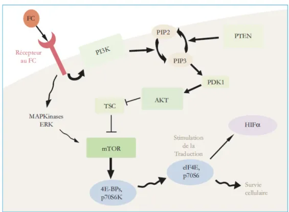 Figure 3 : voie de signalisation PI3K/AKT/mTOR (Edeline, Vigneau et al. 2010) 