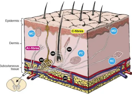 Figure  3 :  Schéma  décrivant  la  distribution  du  système  nerveux cutané dans la peau