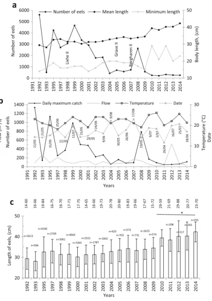 Fig. 2 Year-to-year variations in the catch (a), relation between the daily maximum catch, date, water temperature, and flow (b), and the annual variation in body length (c) in the yellow eels migrating upstream through the old fish pass at the Lixhe in th