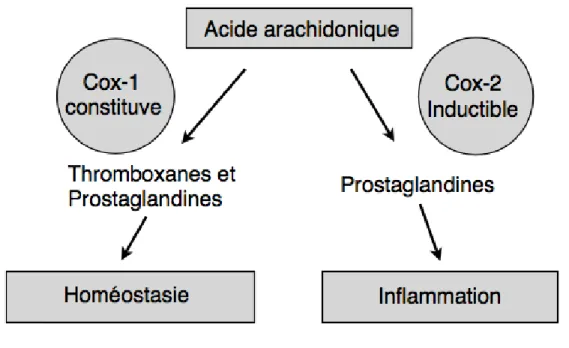 Figure 7 : Catabolisme de l’acide arachidonique par les cyclooxygénases(8) 