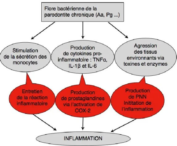 Figure 10: action inflammatoire de la flore bactérienne de la parodontite chronique 