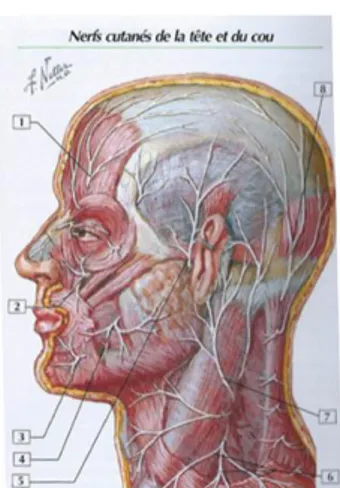 Figure 7 : nerfs de la face 