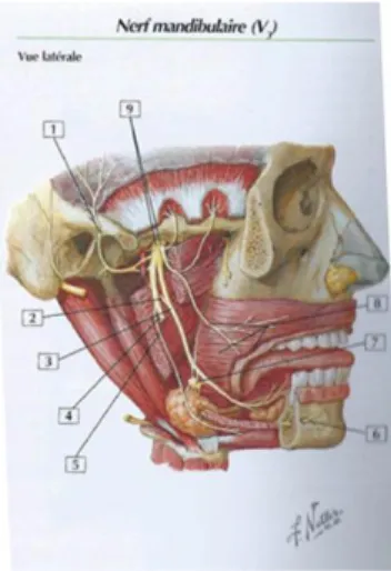 Figure 8 : nerf mandibulaire 