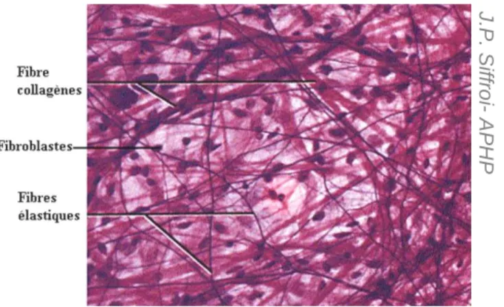 Figure 4 : Coupe histologique de tissu conjonctif lâche 