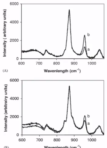 Fig. 10. Raman spectra for: PDLLA/bioglass ®  (A) and PLGA/ bioglass ®  (B) composite foams before, after 8 (a)  and after 30 (b) days of immersion in PBS