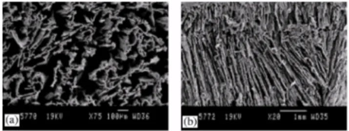 Fig. 2. SEM micrographs PLGA/bioglass ®  composite foams (50wt%). View of transverse (a) and longitudinal (b)  section at low magnification