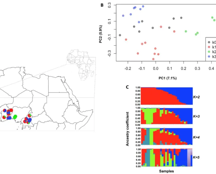 FIGURE 4. Spatial genetic structures (kinship–distance curves) of  Afzelia africana (square) and A