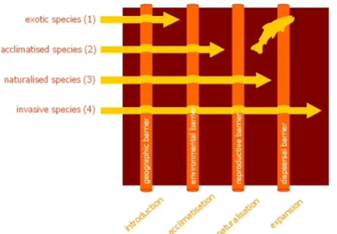 Figure  1:  Alien  species  have  to  overcome  geographic,  environmental,  reproductive  and  dispersal  barriers  before  becoming invasive (http://ias.biodiversity.be)