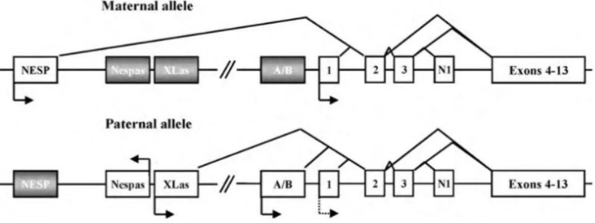 Figure 4 : Schéma du locus GNAS 