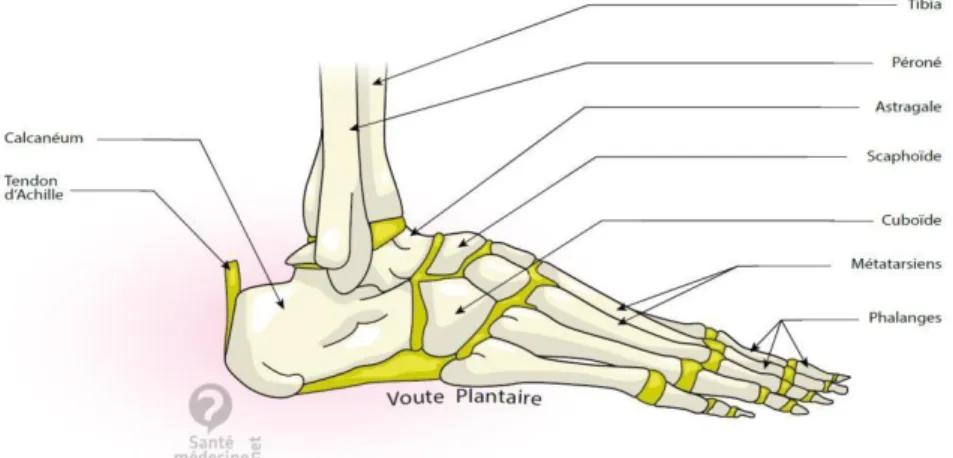 Figure 10 : schéma de la cheville  Source : Santé-Médecine 