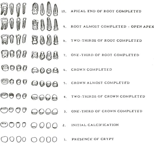 Figure 1 : Les étapes de développement des dents  (Source : Nolla) 