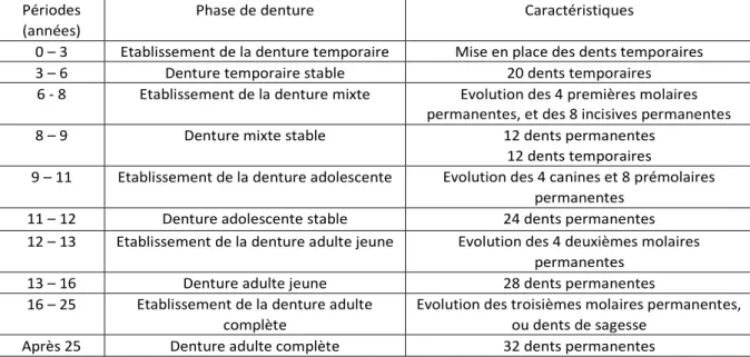 Tableau 1 : Les différents stades de denture  (Source : Lautrou) 