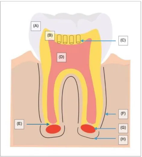 Figure 3 : Dent permanente immature  (Source : Auteur) 
