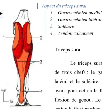 Figure 4 : Triceps sural,  vue postérieure (11) 