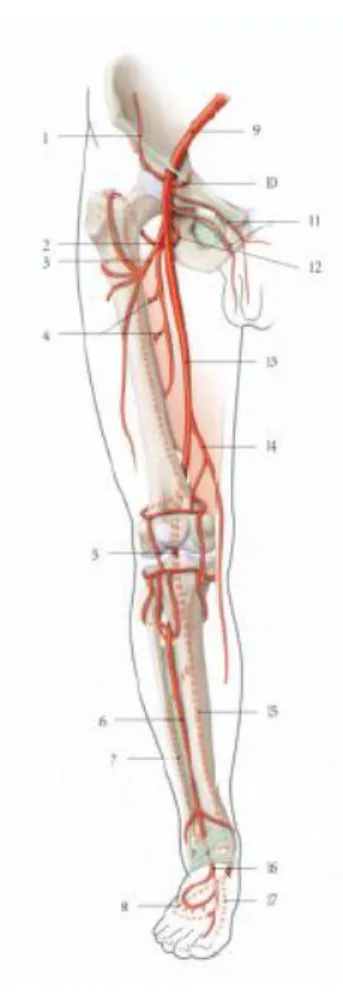 Figure 11 : Artères principales du membre inférieur (13)  Le réseau artériel du membre inférieur est décrit selon son segment