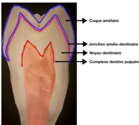 Figure 2 : Coupe axiale d'une prémolaire réalisée au laboratoire de  biomatériaux de la faculté Paris  Descartes présentant les différentes structures internes de la dent