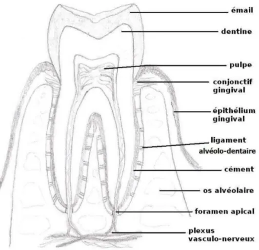 Figure 1 : La dent et le parodonte 