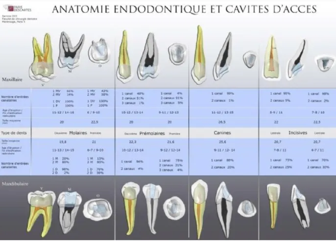 Figure 9 : Anatomie endodontique et cavité d’accès 