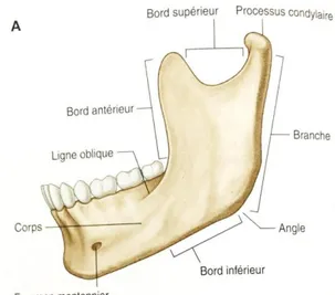 Figure 1 : Vues latérale (A) et médiale (B) de la mandibule. 