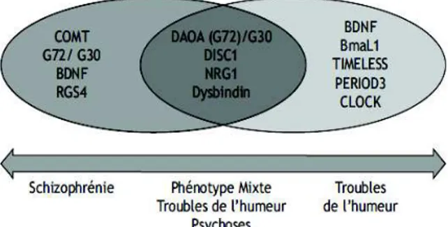 Figure 9 :  Modélisation du risque génétique croisé entre maladie bipolaire et schizophrénie selon Millet (126) 