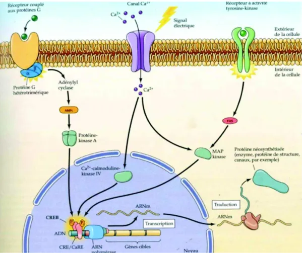 Figure 18 : Régulation de la transcription par la CREB issue de l’ouvrage Neurosciences de Purves (75).