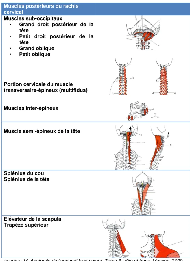 Tableau 1. Muscles postérieurs du rachis cervical 