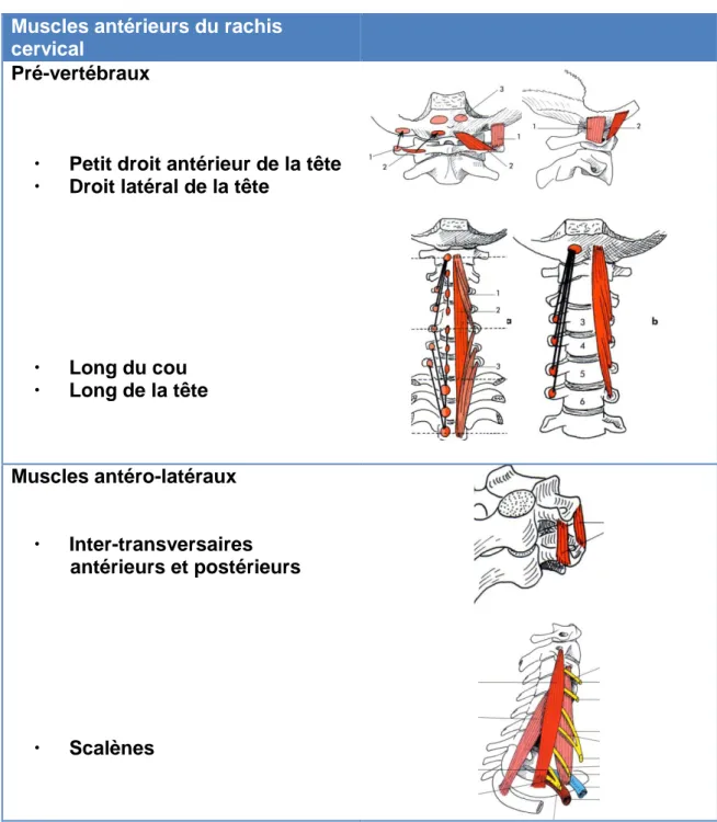 Tableau 1. Muscles antérieurs du rachis cervical 