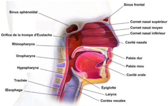 Figure 3 : Les voies aériennes supérieures  