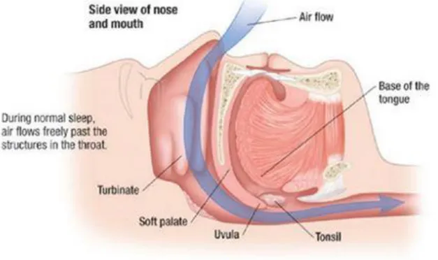 Figure 7 : Schéma des voies aériennes supérieures en vue sagittal en l'absence de SAOHS 