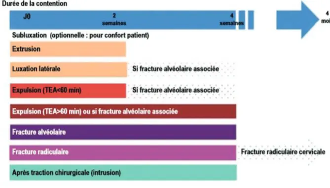 Figure 29 Frise chronologique illustrant le temps de port des contentions en traumatologie (19) 