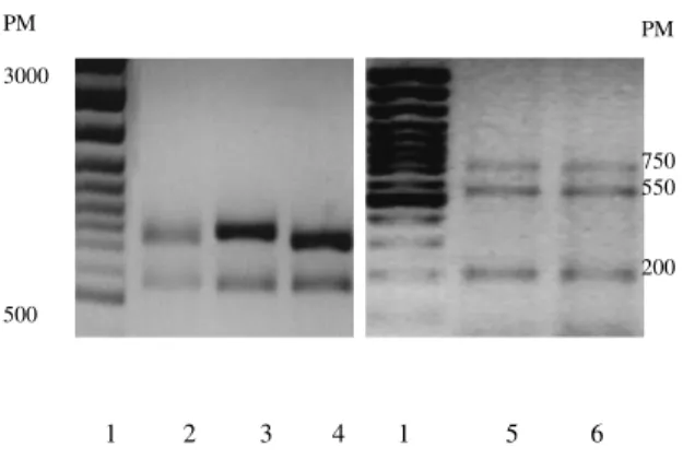 Table  5.  Restriction  fragment  length  polymorphism  obtained  after  16S  rDNA  digestion  with  Acc  II  and  Taq  I
