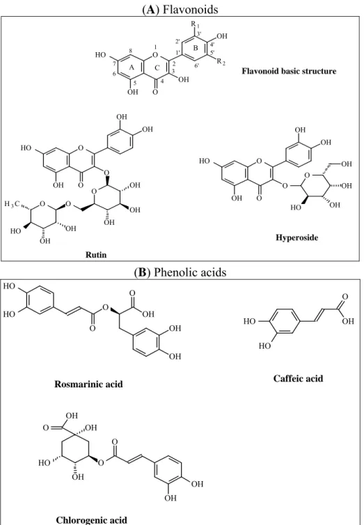Figure 5. Chemical structure of flavonoids (A) and phenolic acids (B) identified in   the extracts