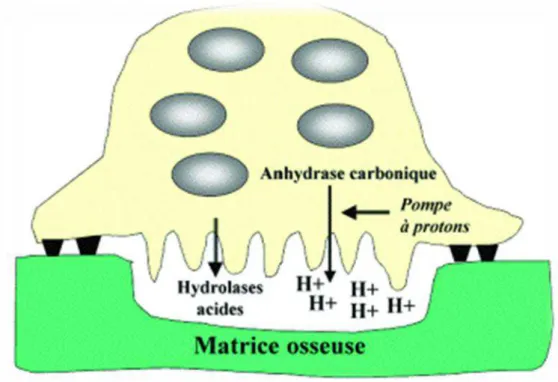 Figure 10 : Représentation d'un ostéoclaste, avec ses sites d'ancrage sur la matrice osseuse  et la bordure en brosse au contact de la chambre de résorption de l'os