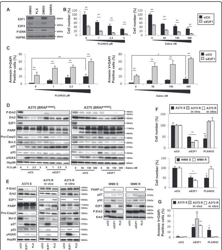 Fig. 5 E2F1 inhibition sensitizes melanoma cells to targeted therapies and induces the death of BRAF inhibitor-resistant melanoma cells