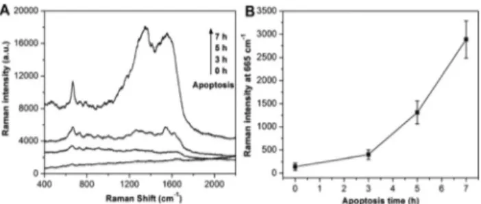 Fig. 4A and B depict the bright-field images of normal cellsFig. 1SERS spectra of normal and apoptosis cells obtained by the