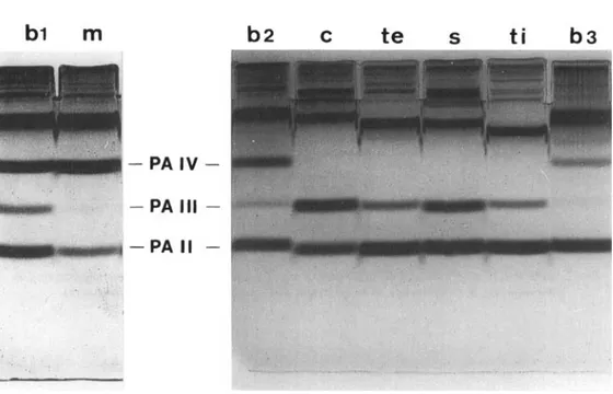 FIG. 4.  GlycerolLPAGE of sarcoplasmic extracts from  B. mcridionnlis  (m), B.  conchonius  (c), B