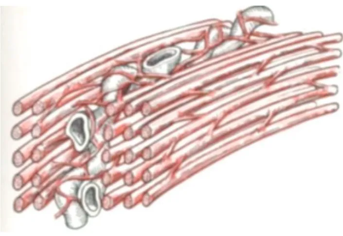 Figure 2: Rétraction utérine 