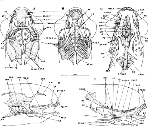 FIG.  7.  Barbus barbus, skull of  14-day-old fry.  Dorsal (A), ventral  (B)  and lateral  (C)  views of the cartilages: 