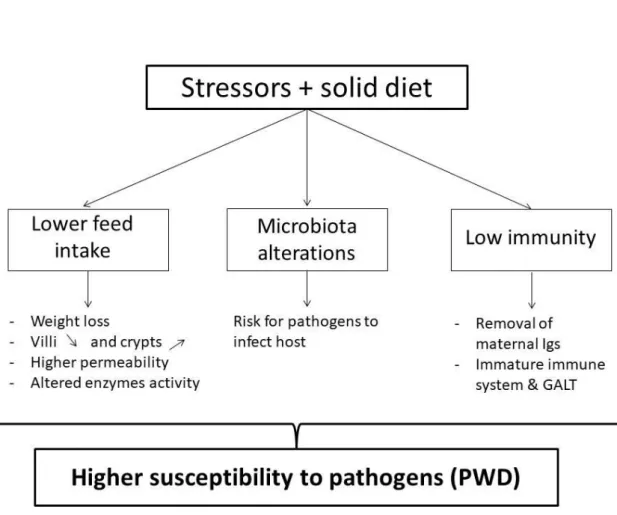 Figure 4. Main mechanisms underlying the susceptibility of piglets to PWD. 