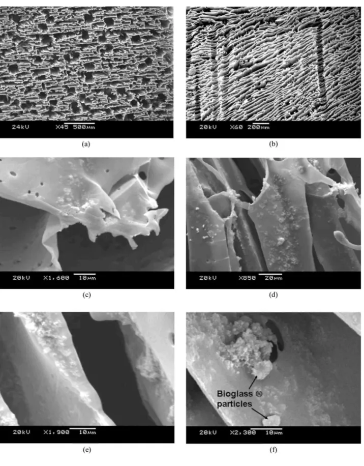 Figure 1 : SEM micrographs of (a) transversal and (b) longitudinal cross sections of neat PDLLA foams
