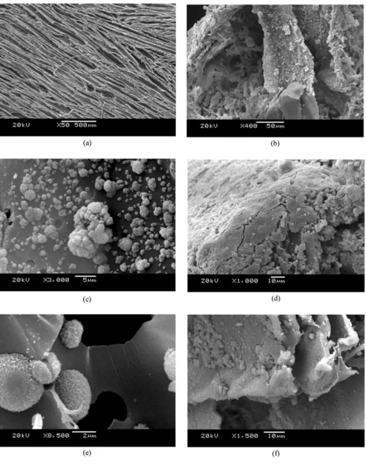Figure 3: SEM micrographs showing the microstructure of foams after 21 days of immersion in SBF