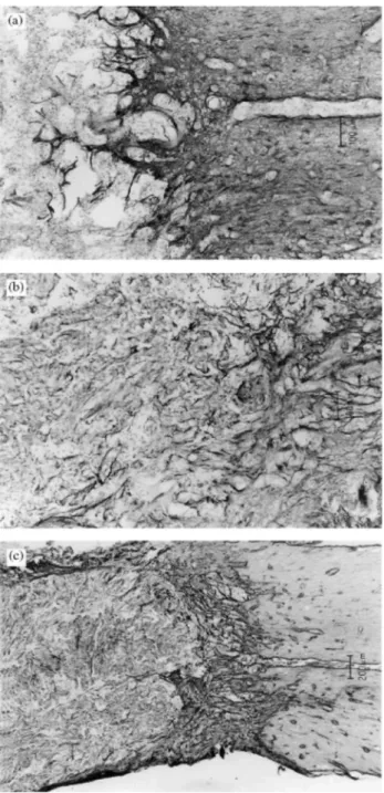 Fig. 8. Immunostaining using GFAP (a), NGFr (b), and laminin (c) antibodies, one month after the implantation