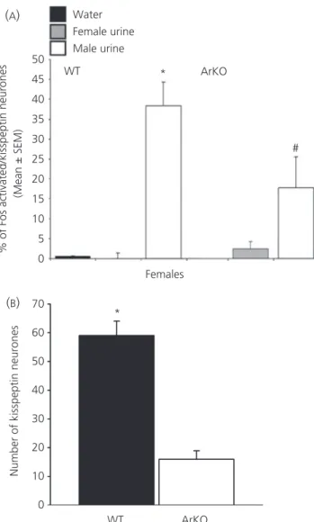 Fig. 2. Effects of aromatase knockout (ArKO) on the sexual differentiation of kisspeptin neuronal numbers and their activation by same versus opposite sex urinary pheromones