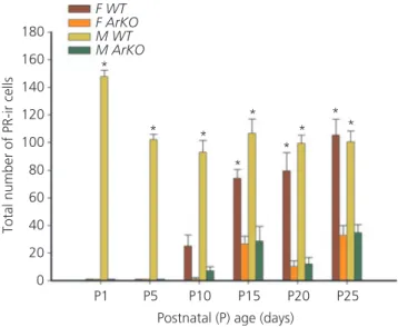 Fig. 3. Reduced prepubertal expression of progesterone receptor (PR) in the hypothalamus of aromatase knockout (ArKO) mice