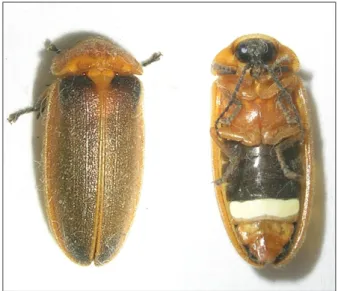 Figure 3. Luciole mâle (Lampyris noctiluca, Linnaeus, 1767).